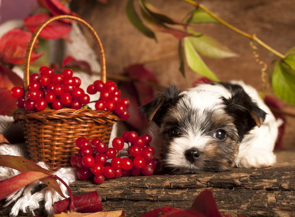 Puppy and cranberries
