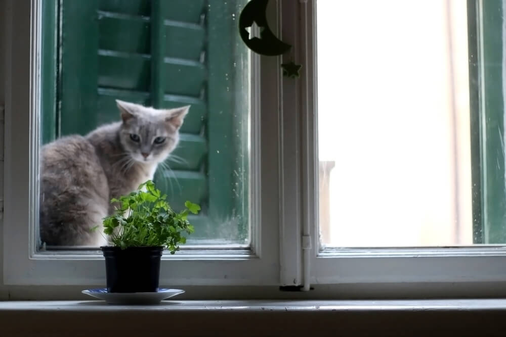 Cat looking at parsley