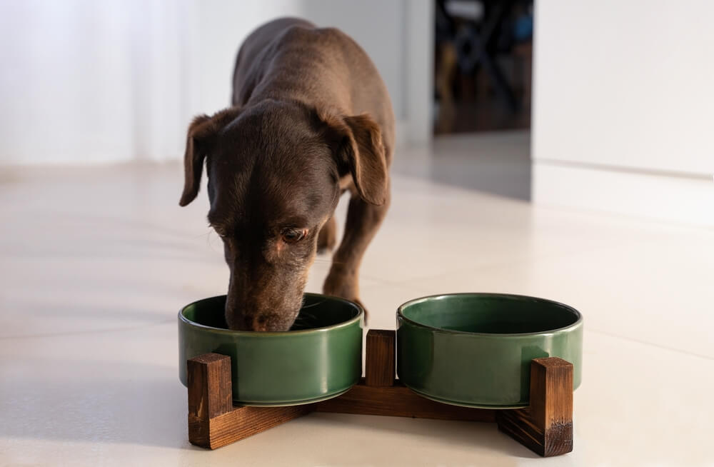 low phosphorus dog food