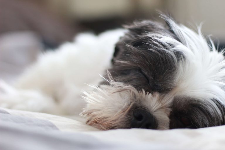 pancreatitis in dogs